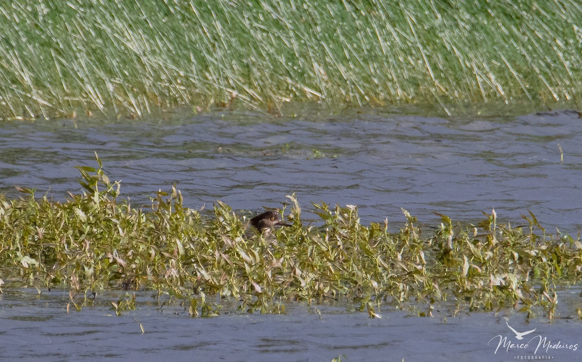 Hooded Merganser - ML609495248