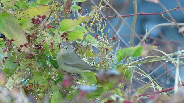 Orange-crowned Warbler - ML609495249