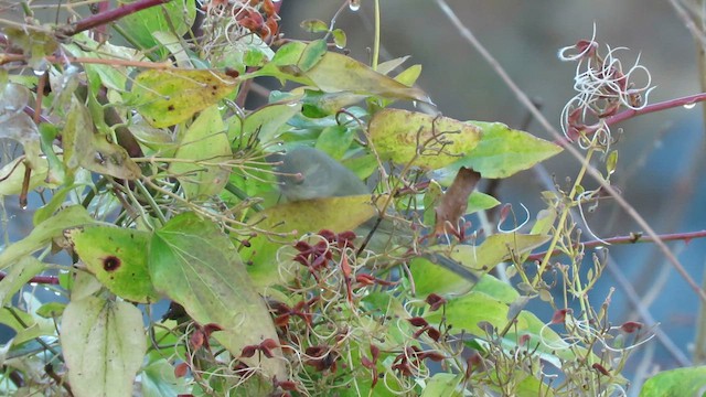 Orange-crowned Warbler - ML609495251