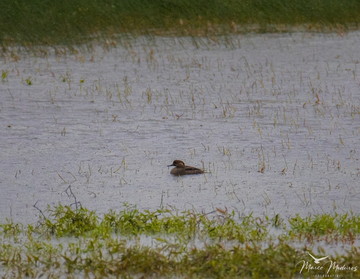 Hooded Merganser - ML609495255