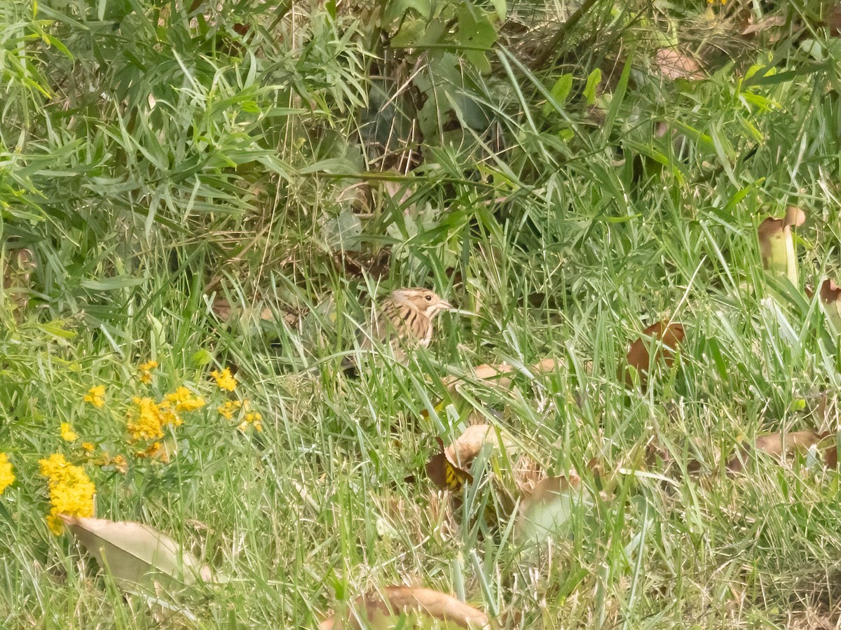 Clay-colored Sparrow - ML609495324