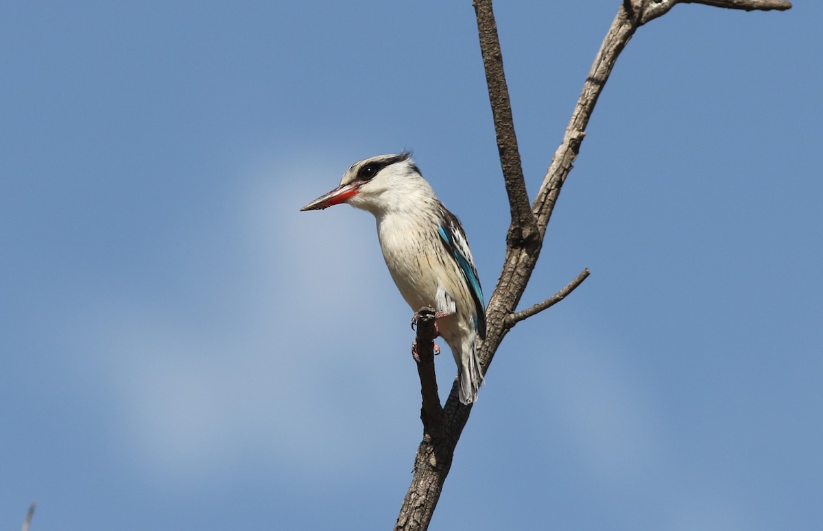 Striped Kingfisher - ML609495391