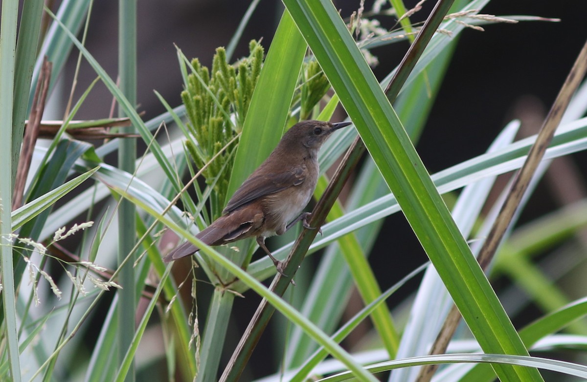 Highland Rush Warbler - ML609495396