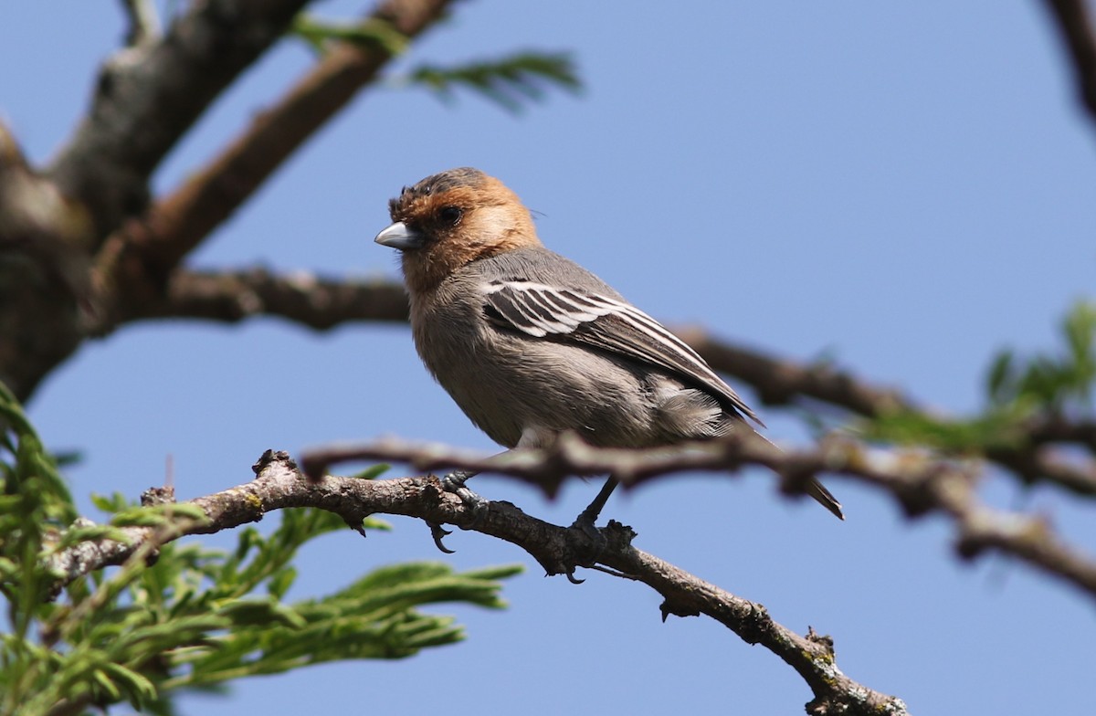 Red-throated Tit - ML609495399