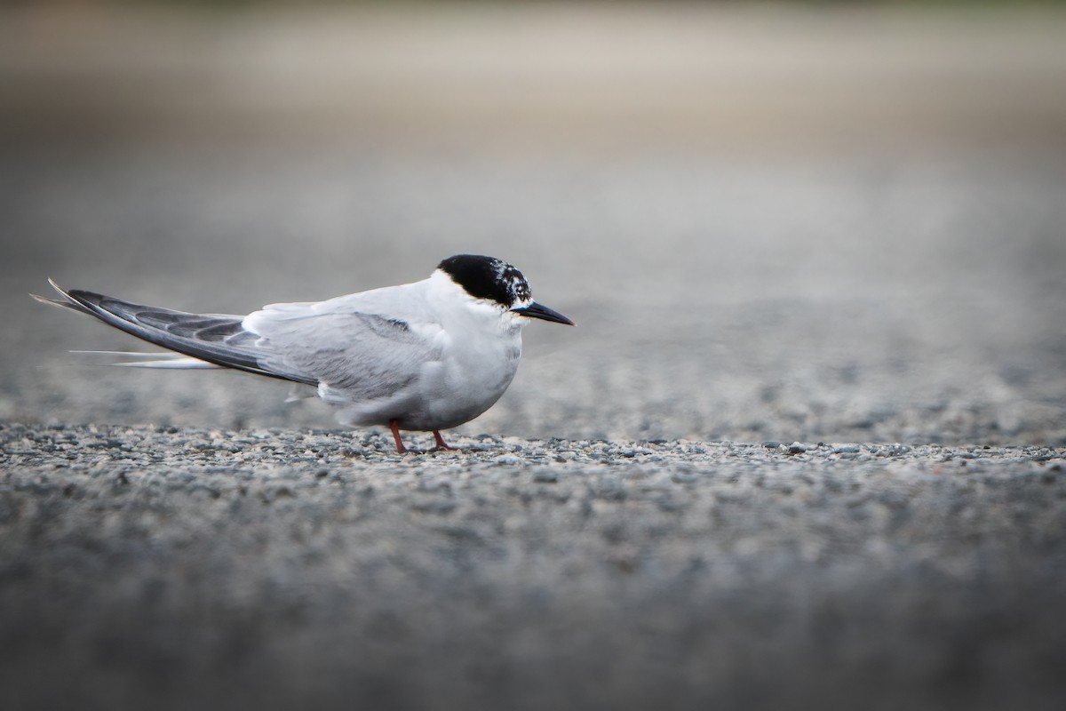 Arctic Tern - Jake Harfield