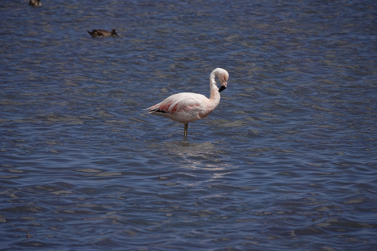 Chilean Flamingo - Guillermo Amico