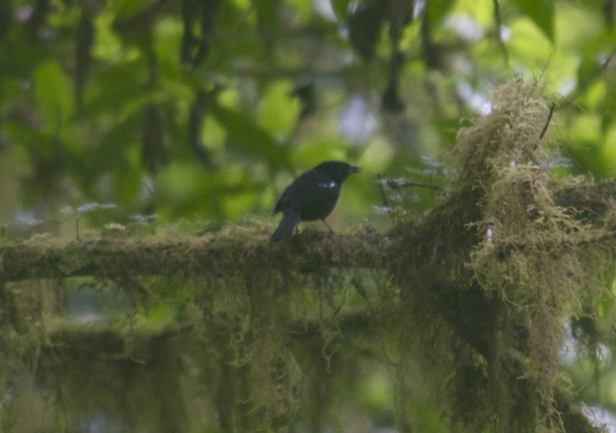 White-shouldered Tanager - Jan Cubilla