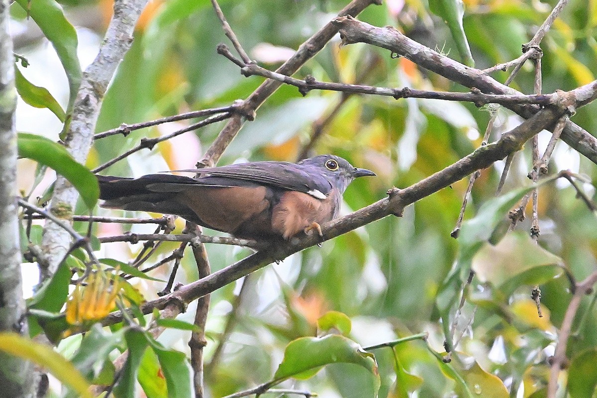 Brush Cuckoo (Sulawesi) - ML609495531