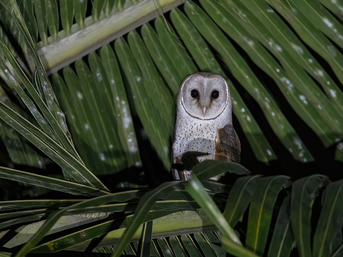 Barn Owl - ML609495596