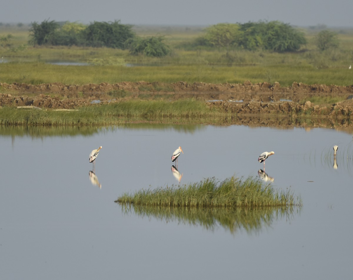 Painted Stork - jaysukh parekh Suman