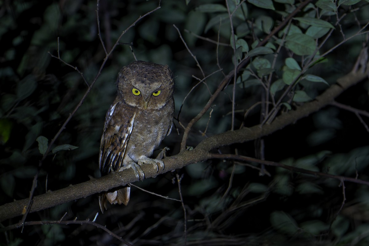 Mountain Scops-Owl - ML609495795