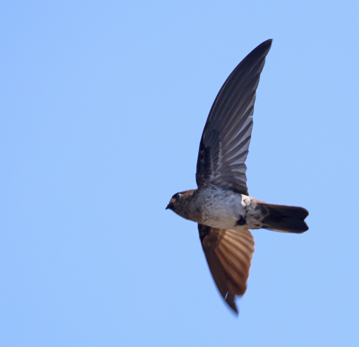 Cave Swiftlet - ML609495803