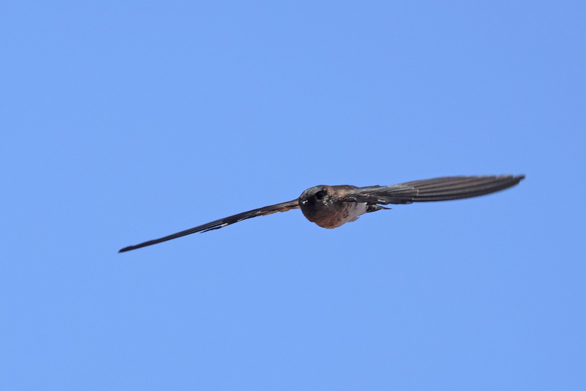 Cave Swiftlet - ML609495804