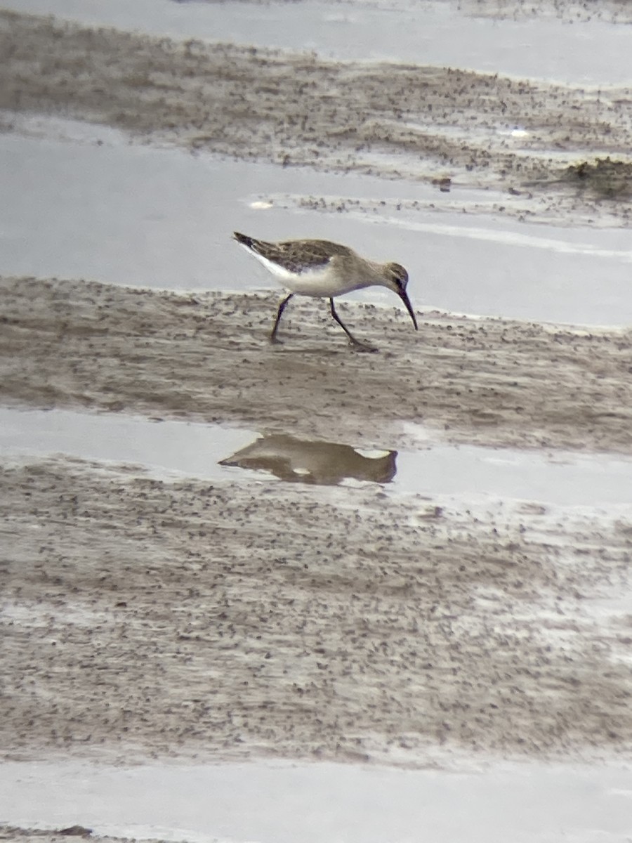 Curlew Sandpiper - ML609495904