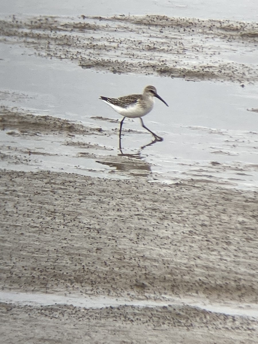 Curlew Sandpiper - ML609495905