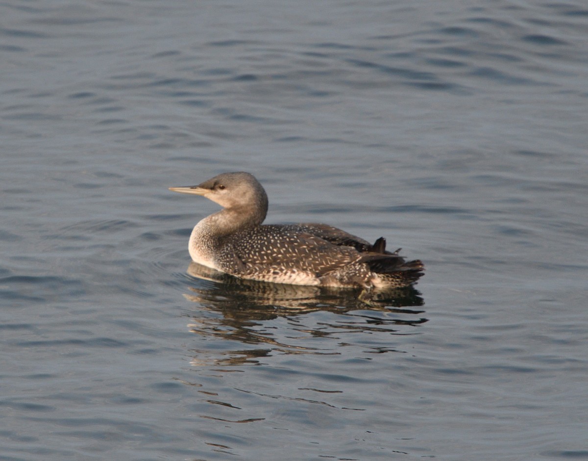 Red-throated Loon - ML609495907