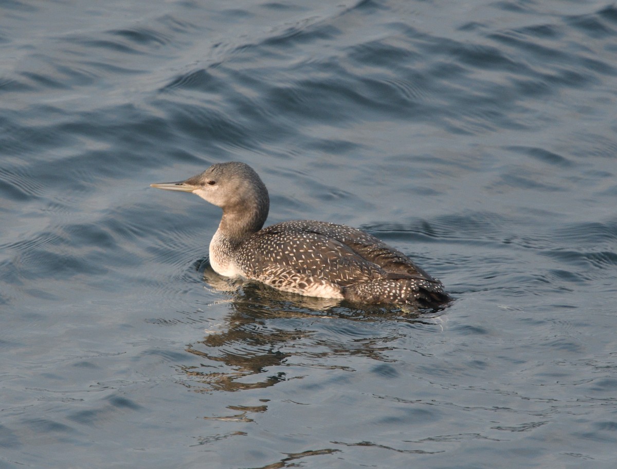 Red-throated Loon - ML609495909