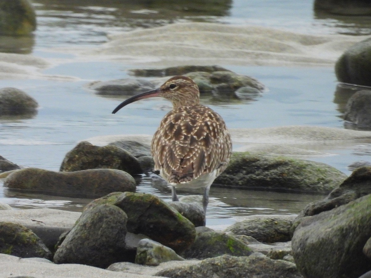 Regenbrachvogel - ML609495935