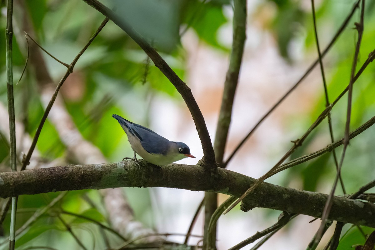 Velvet-fronted Nuthatch - ML609495955
