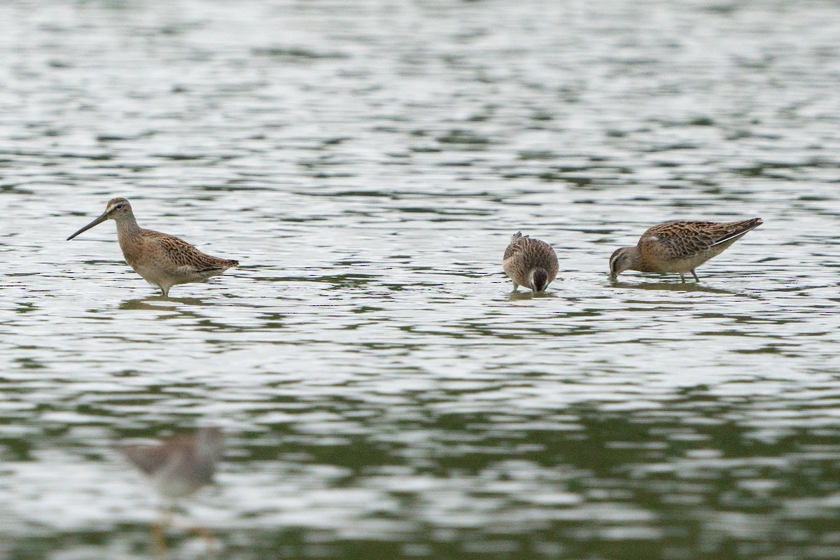 Short-billed Dowitcher - ML609495974