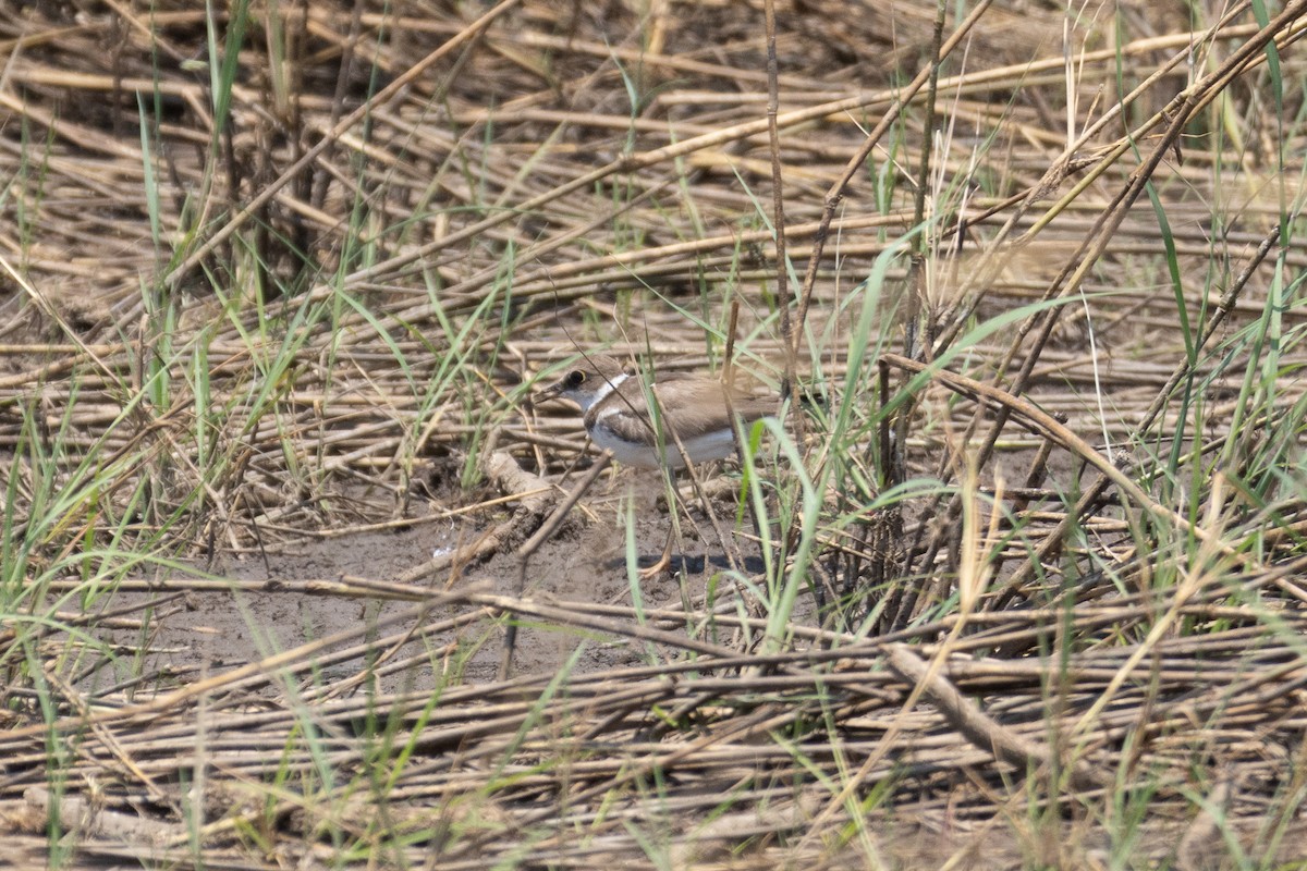 Little Ringed Plover - ML609495986