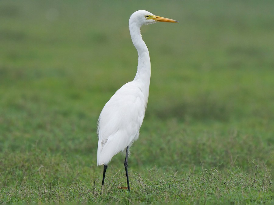 Medium Egret (Intermediate Egret) - eBird