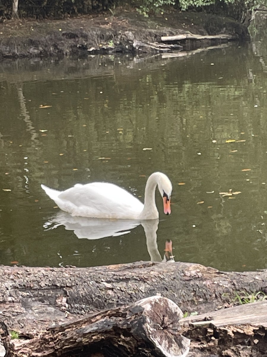 Mute Swan - ML609496045