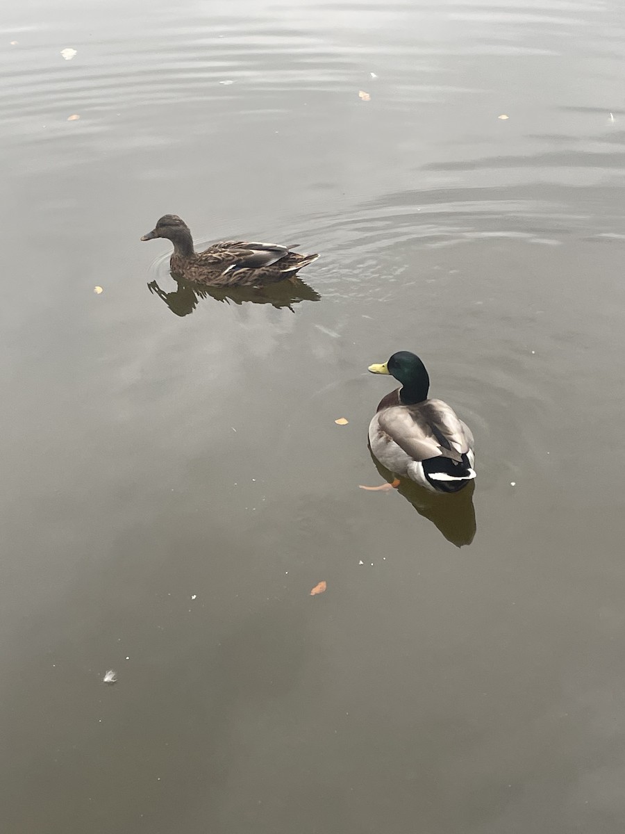 Mallard - ML609496050