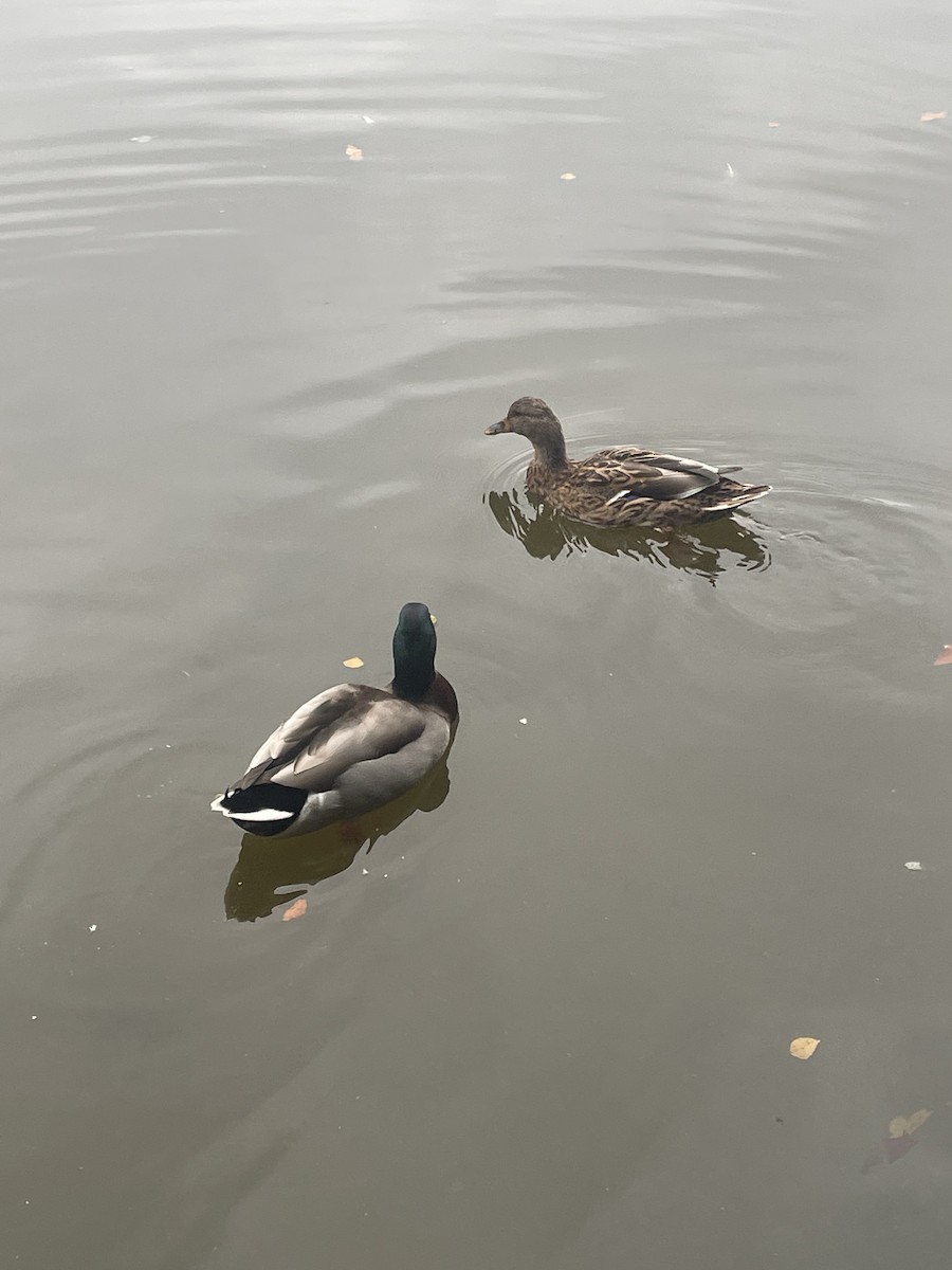 Mallard - ML609496051