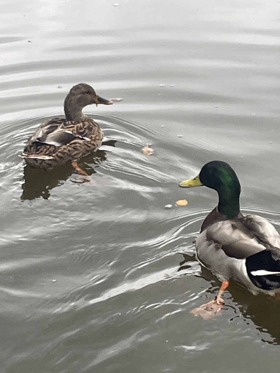Mallard - ML609496052