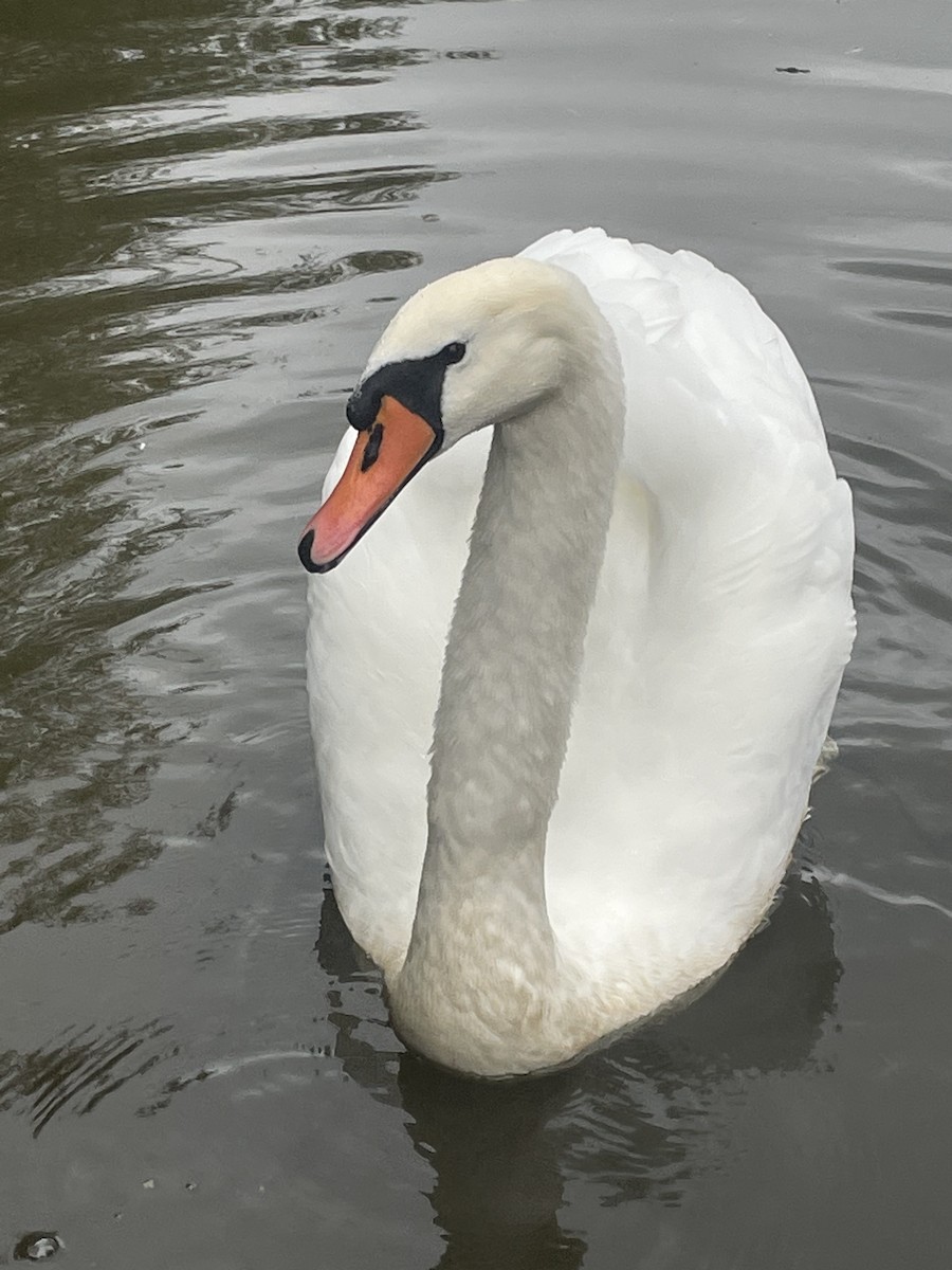 Mute Swan - ML609496097