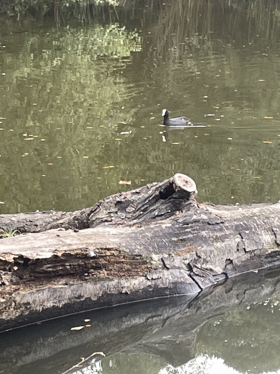 Eurasian Coot - ML609496153