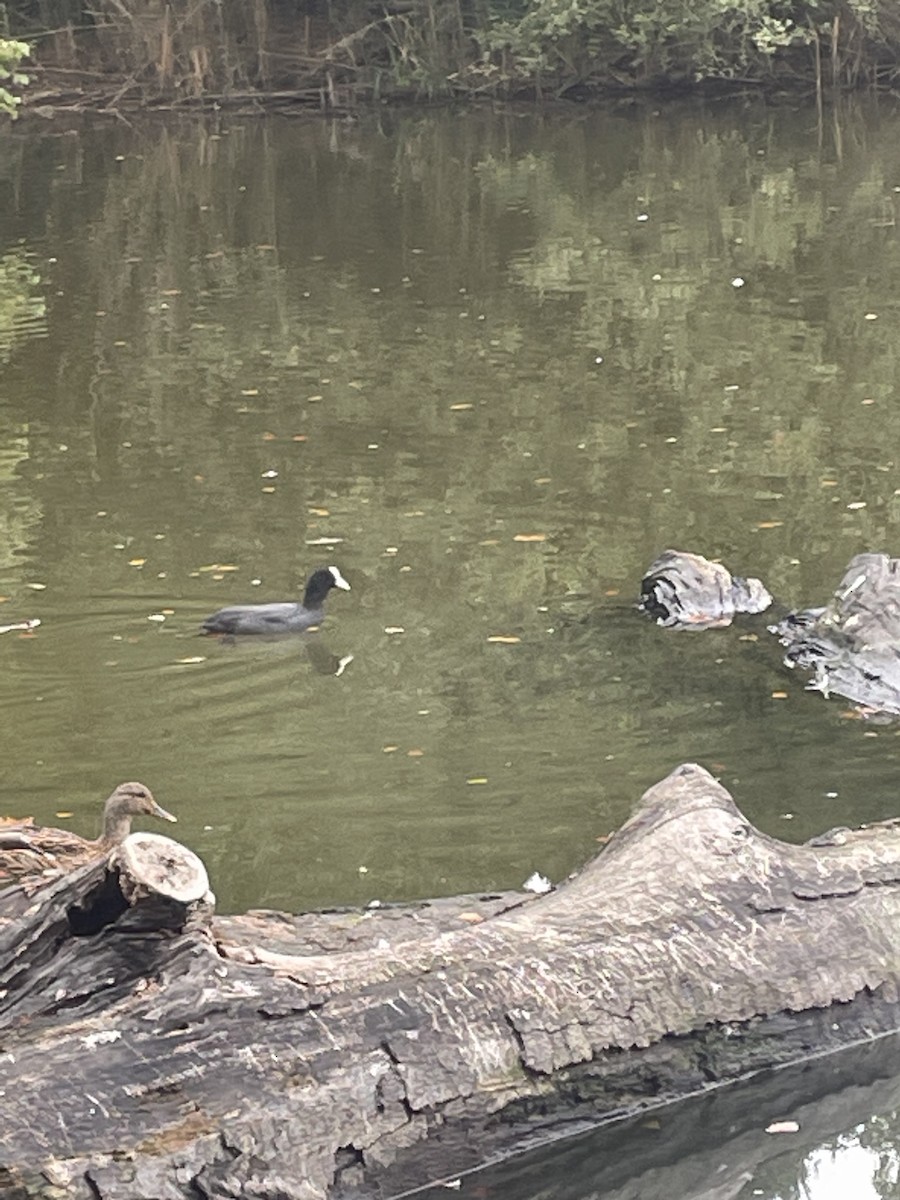 Eurasian Coot - ML609496178