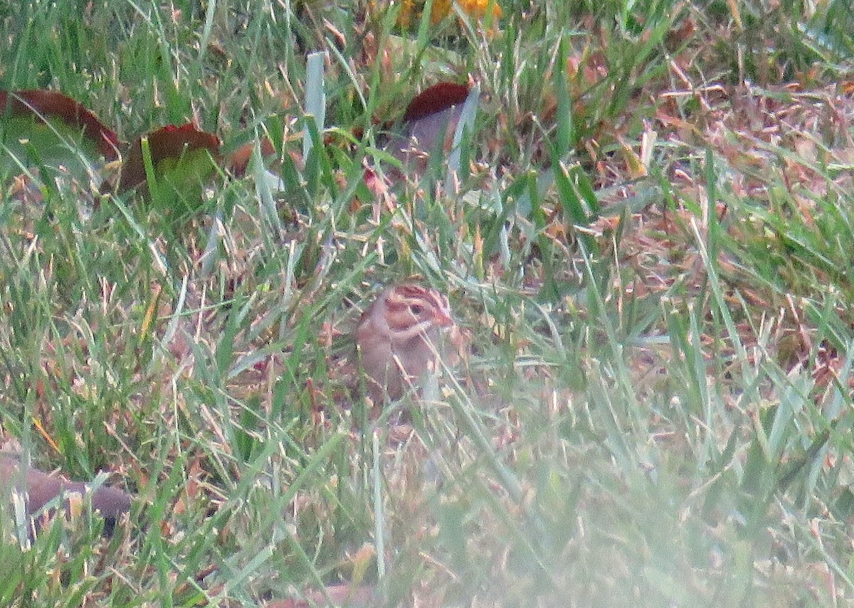 Clay-colored Sparrow - ML609496193