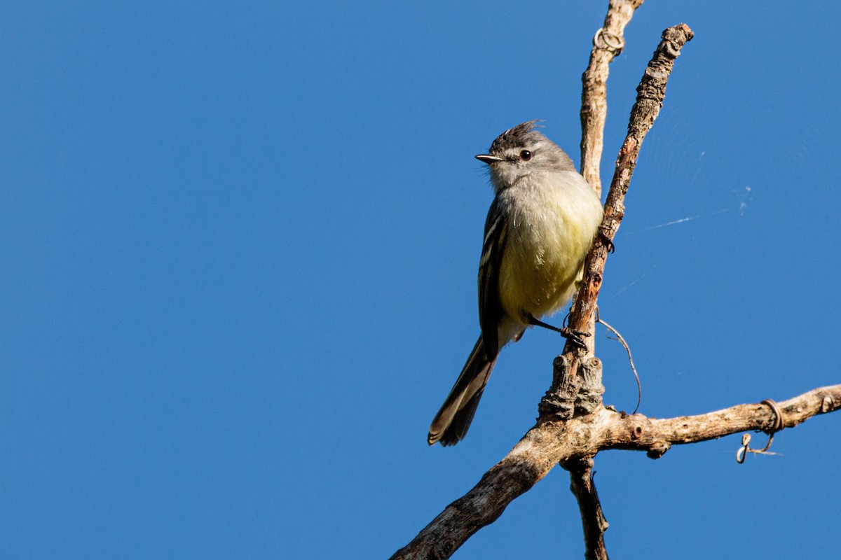 White-crested Tyrannulet - ML609496259