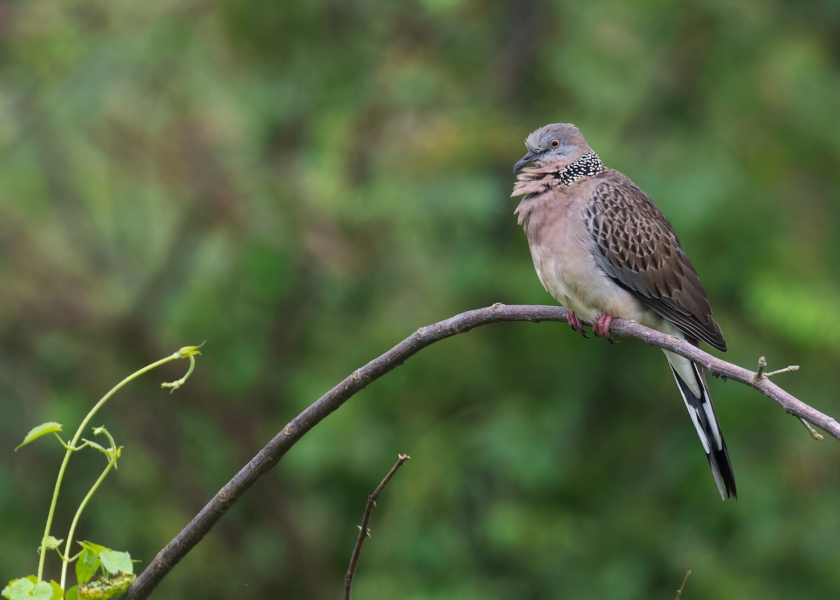 Spotted Dove (Eastern) - Ayuwat Jearwattanakanok