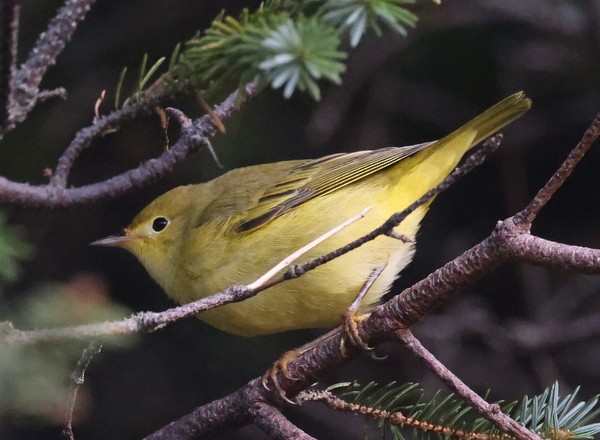 Yellow Warbler - Franklin Haas