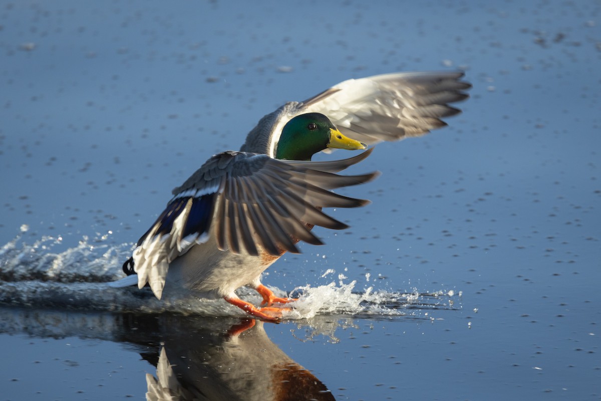 Mallard - Barry Rowan