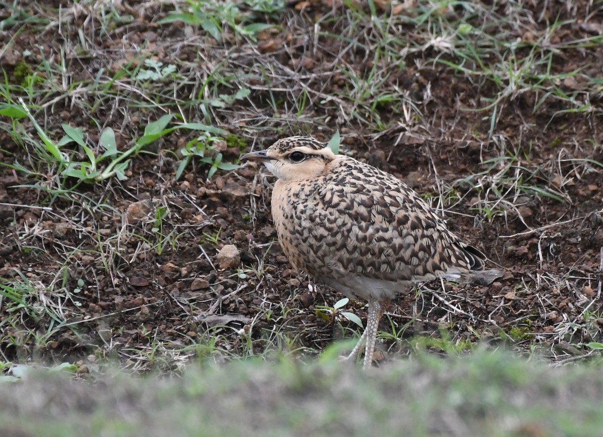 Indian Courser - Amrish  Bidaye