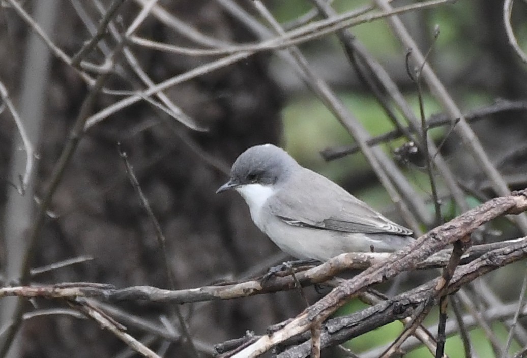 Lesser Whitethroat - ML609496443