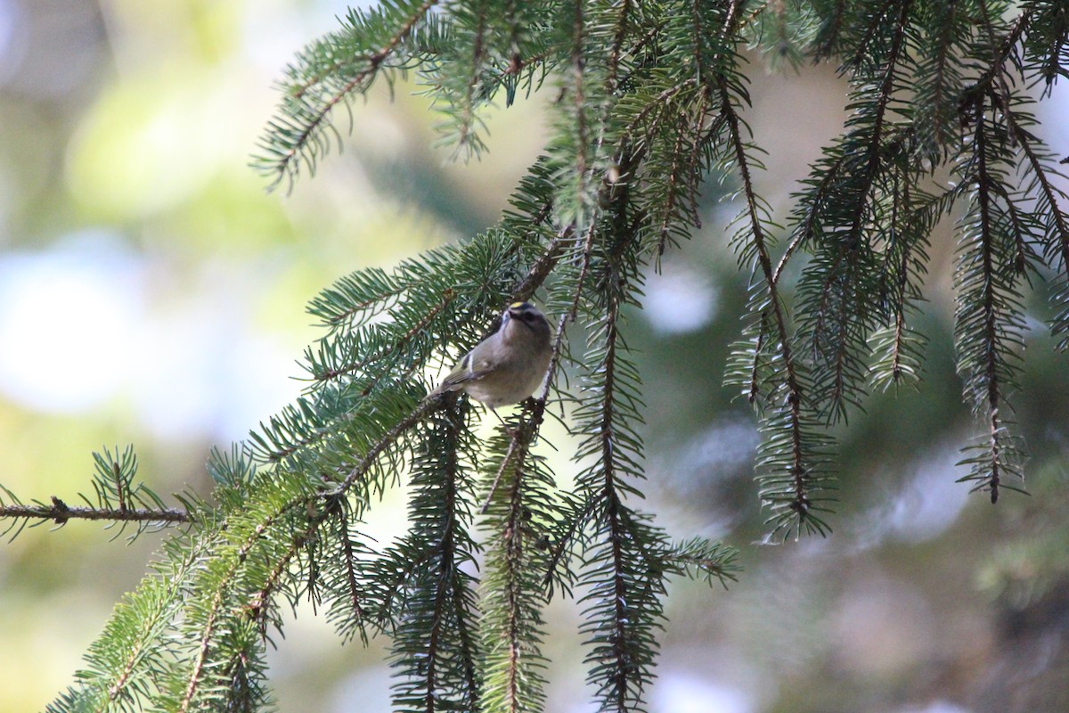 Golden-crowned Kinglet - Sherri Jensen