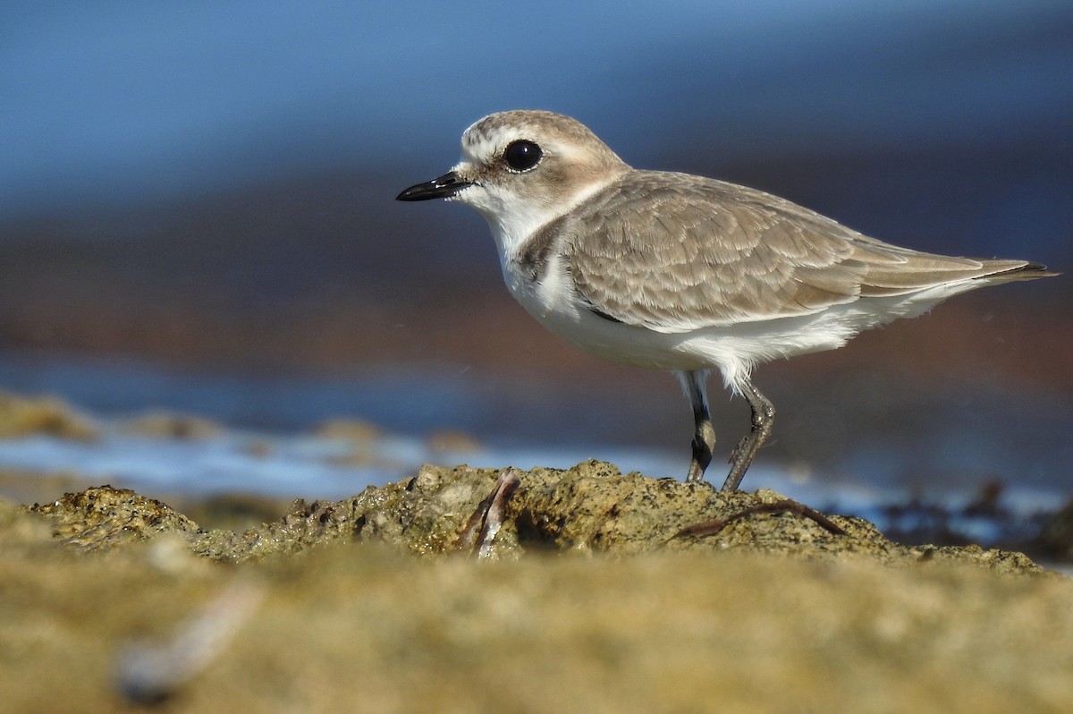 Kentish Plover - Albin Nordlund