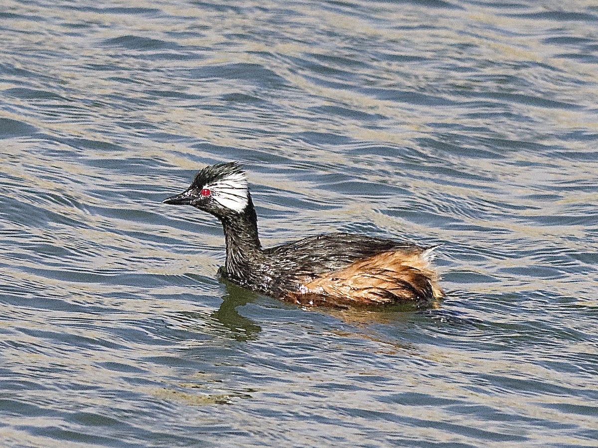 White-tufted Grebe - ML609496578