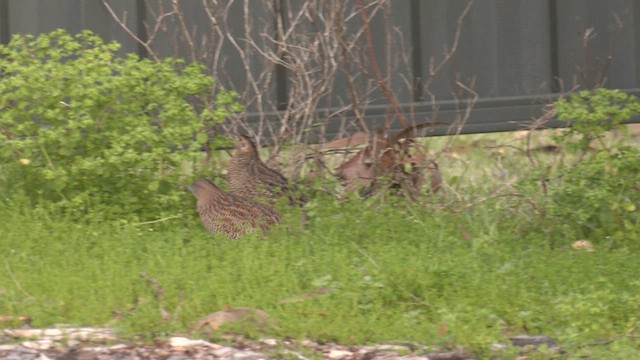 Brown Quail - ML609496600