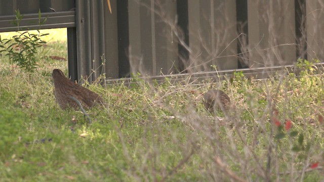 Brown Quail - ML609496611