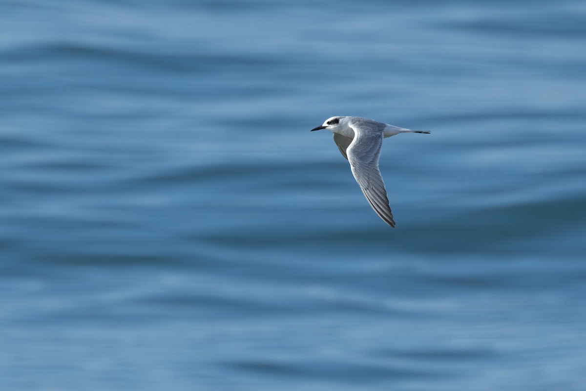 Forster's Tern - ML609496618