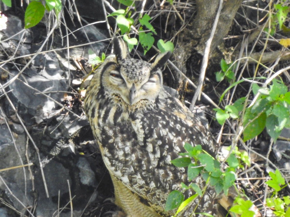 Rock Eagle-Owl - ML609496690