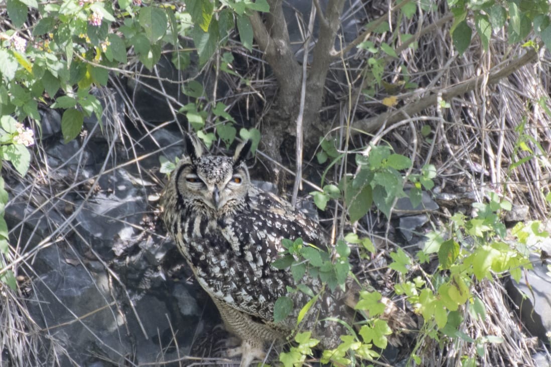 Rock Eagle-Owl - ML609496691