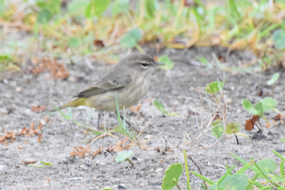 Palm Warbler - ML609496704