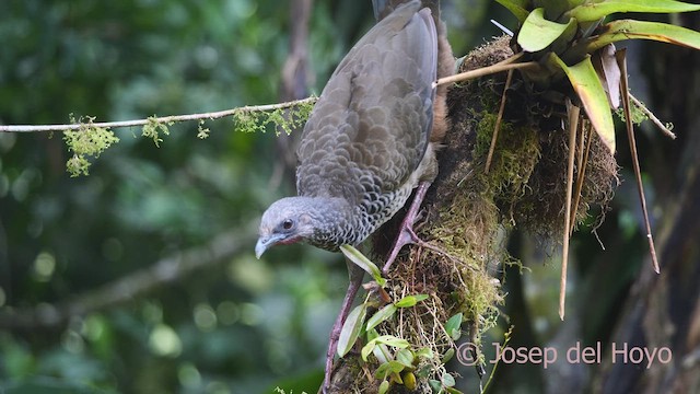 Colombian Chachalaca - ML609496713